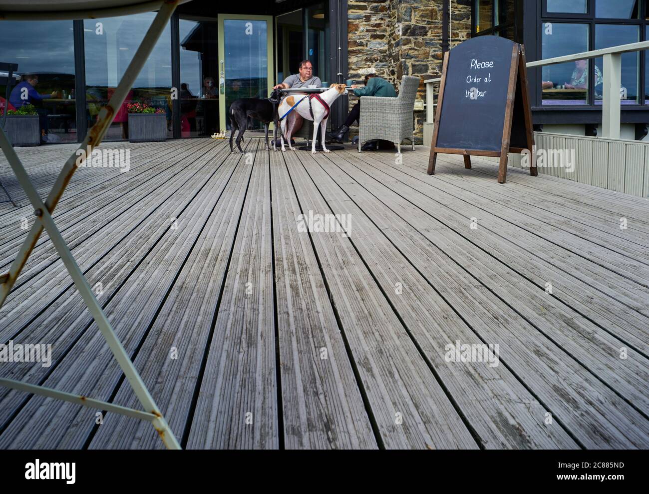 Zwei Windhunde werden heimlich von ihren Besitzern in einem Café im Freien gefüttert Stockfoto