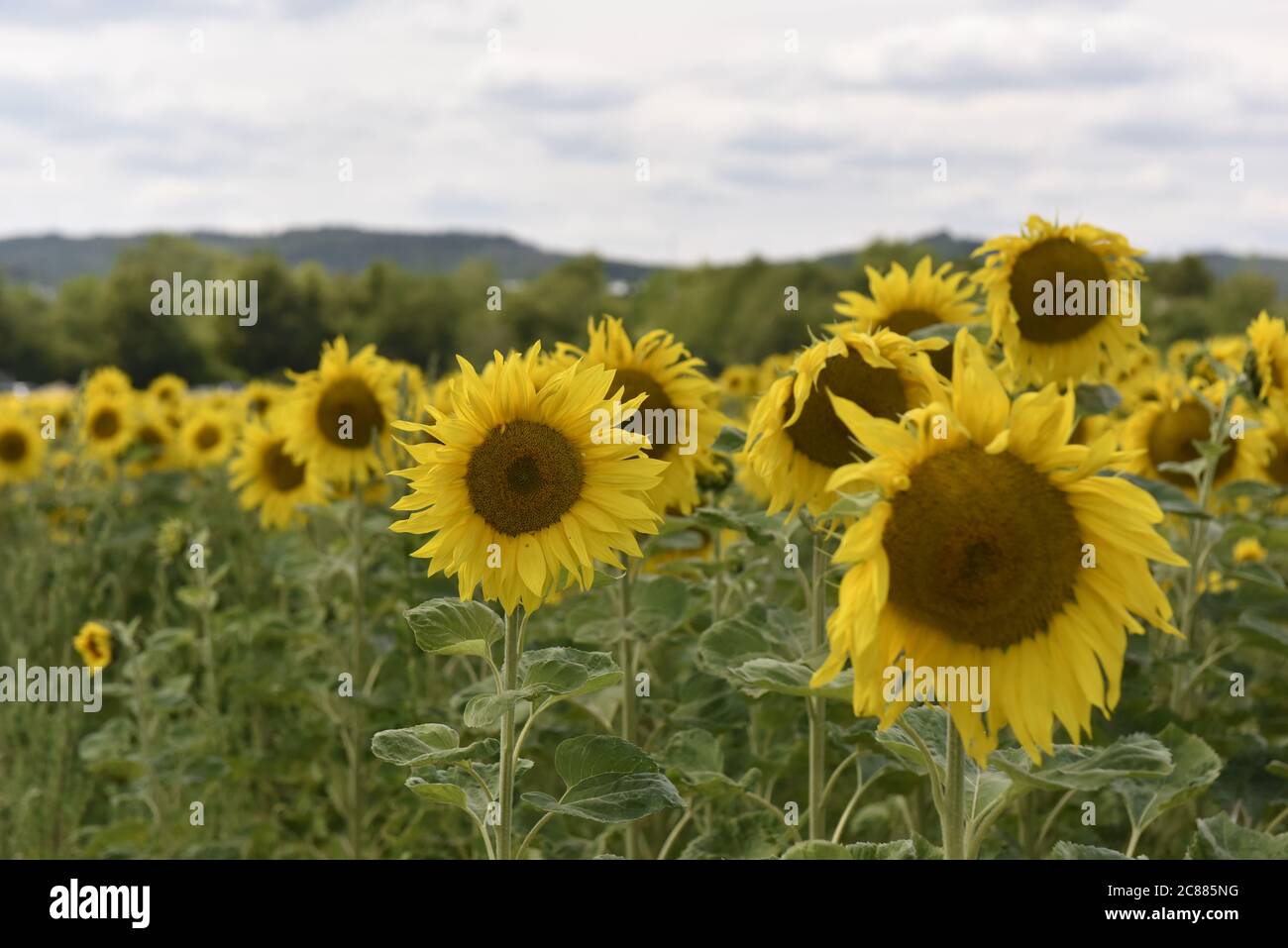 Viele Sonnenblumen in leuchtendem Gelb auf einem Feld, viele Sonnenblumen in leuchtendem Gelb auf einem Feld am Burg Regenstein. Stockfoto