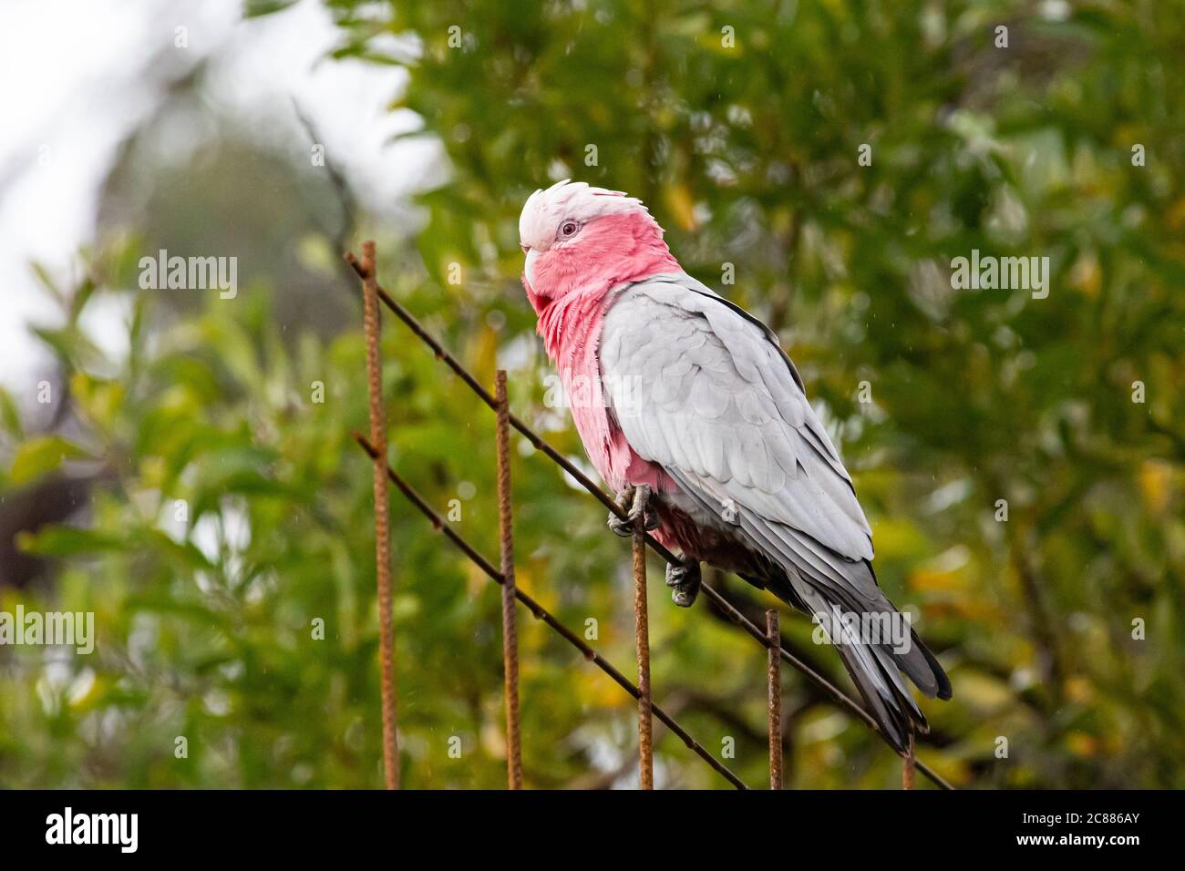 Ein Rosenreihiger Cockatoo oder GALAH Stockfoto