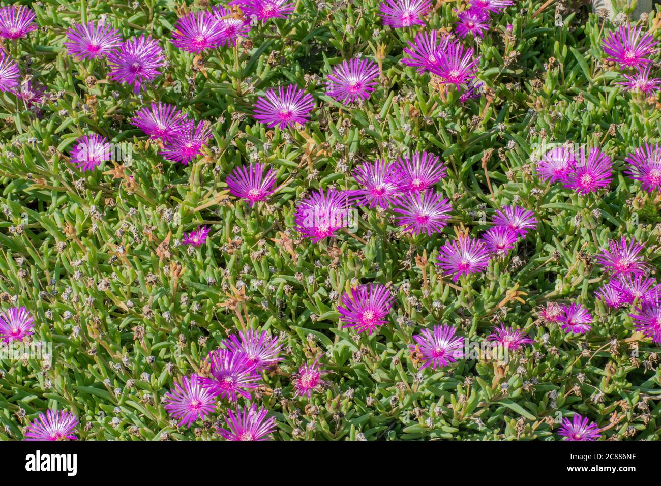 Hardy rosa Eis Pflanzen in voller Blüte, blühende saftige Delosperma cooperi Stockfoto