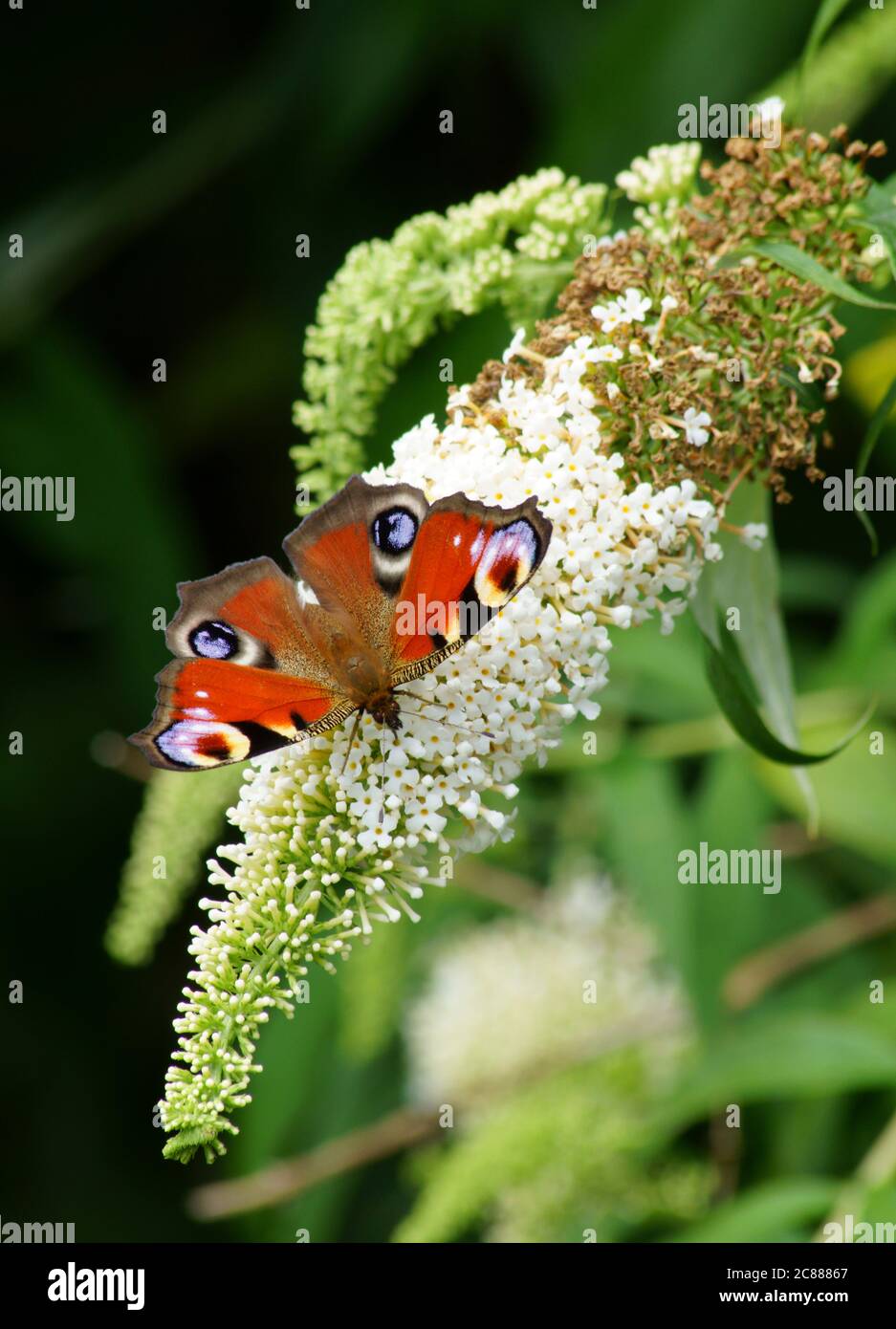 Heller, schöner Schmetterling mit Augen auf den Flügeln auf einer weißen Blume. Es ist ein Pfauenschmetterling. Die Blume ist Teil eines Schmetterlingsbusches. Stockfoto