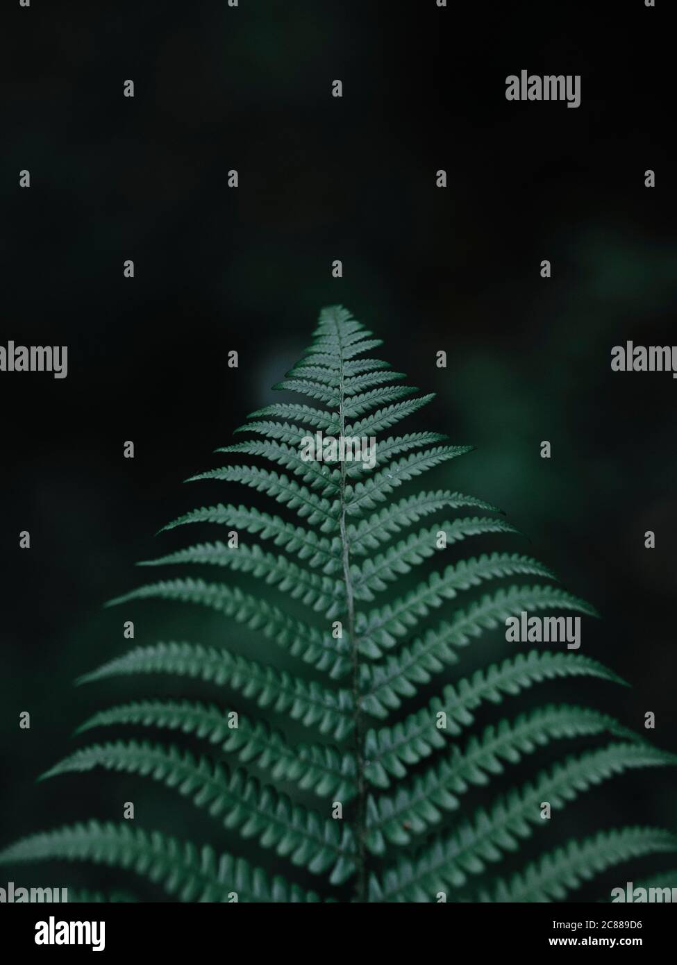 Blattform - Bracken Fern Blatt / Fern Frond Detail - minimale Blattform - Blattflora fraktale Natur Detail Hintergrund - Bracken (Pteridium) Stockfoto