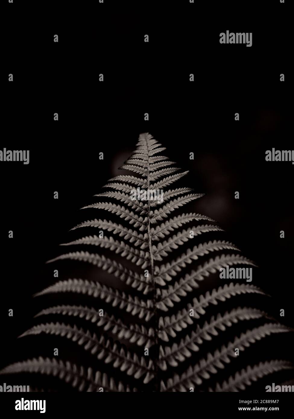 Blattform - Bracken Fern Blatt / Fern Frond Detail - minimale Blattform - Blattflora fraktalen Natur Hintergrund - Bracken (Pteridium) Stockfoto