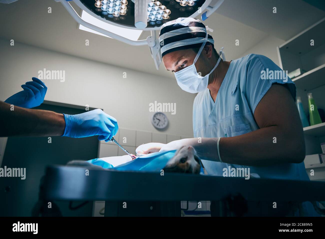 Tierarzt während der Operation in der Tierklinik. Betäubt Katze auf Operationstisch liegend. Stockfoto