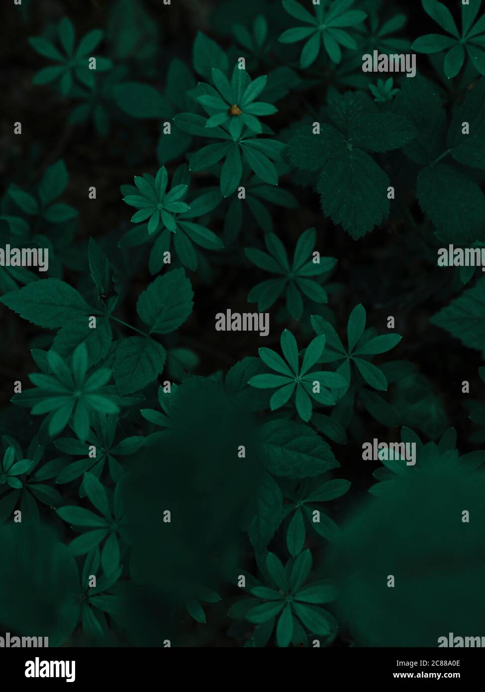 Abstrakt Waldpflanze grünes Blatt Formen Fauna Natur Hintergrund - dunkle Natur Hintergrund Stockfoto