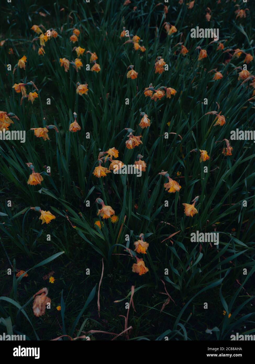Welken Frühling Narzissen am Ende des Frühlings - Tote Blumen - Frühling Garten Blumen - sterbende Blume Hintergrund - dunkel floralen Hintergrund Stockfoto