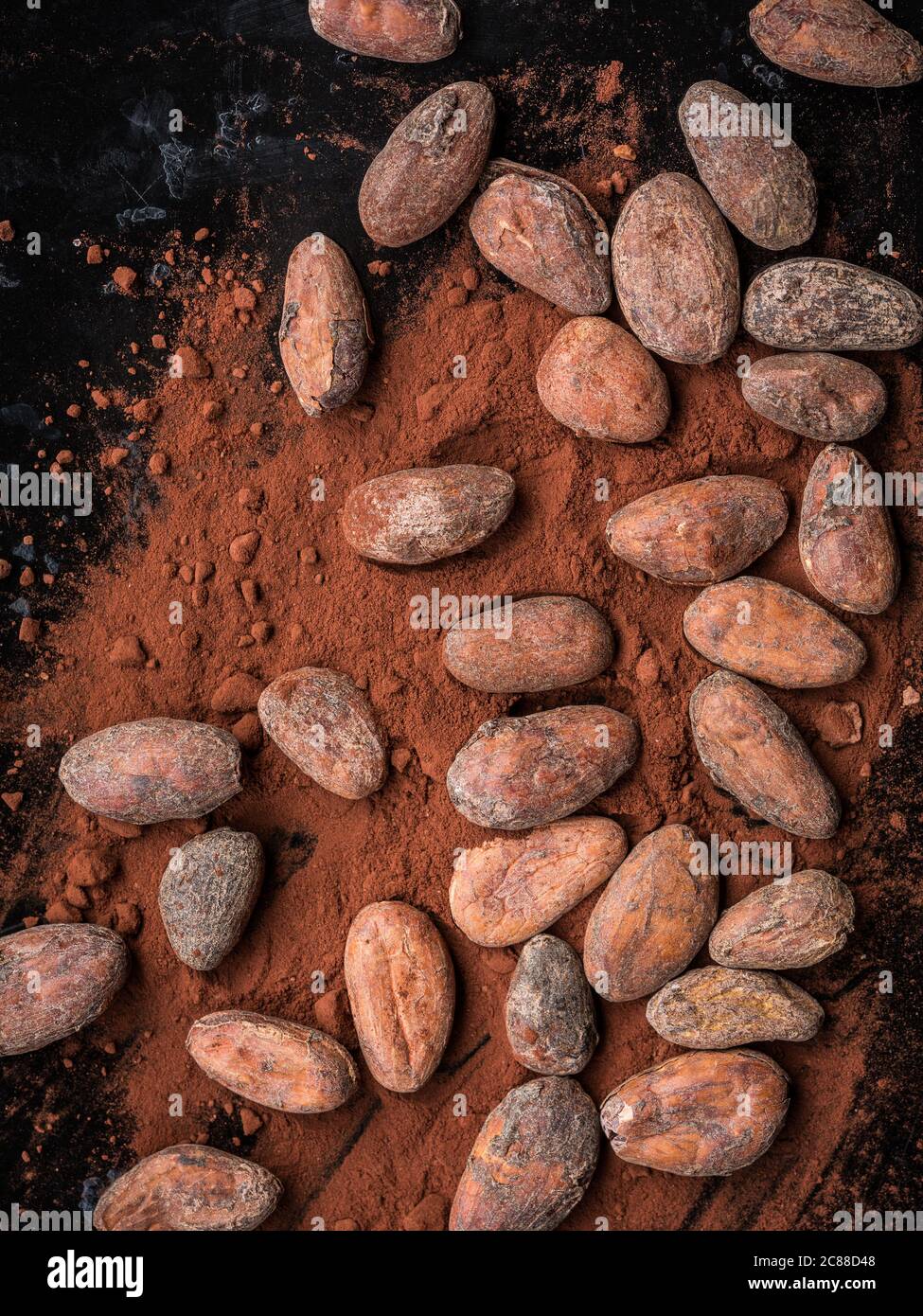 Kakao geröstete Bohnen und Kakaopulver Stockfoto