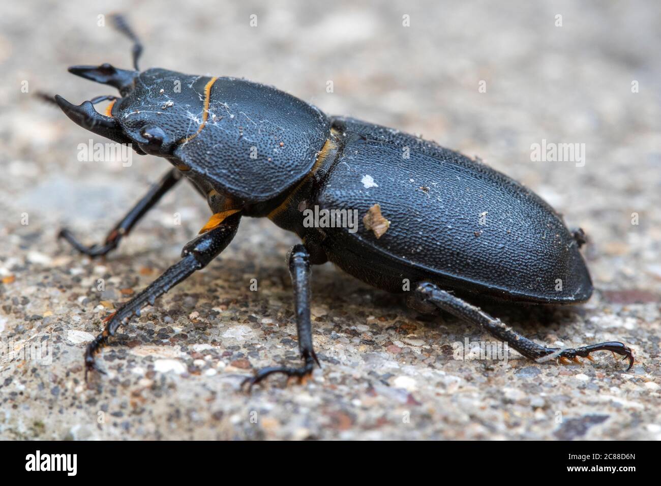 Hirschkäfer (Lucanus cervius) auf einer Pflasterplatte Stockfoto