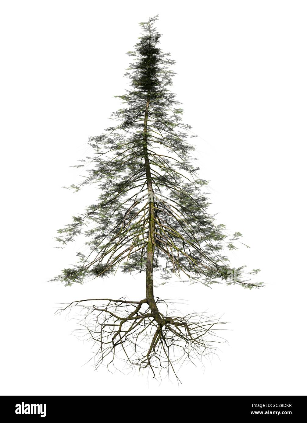 Nadelbaum mit Wurzeln schweben isoliert auf weißem Hintergrund Stockfoto