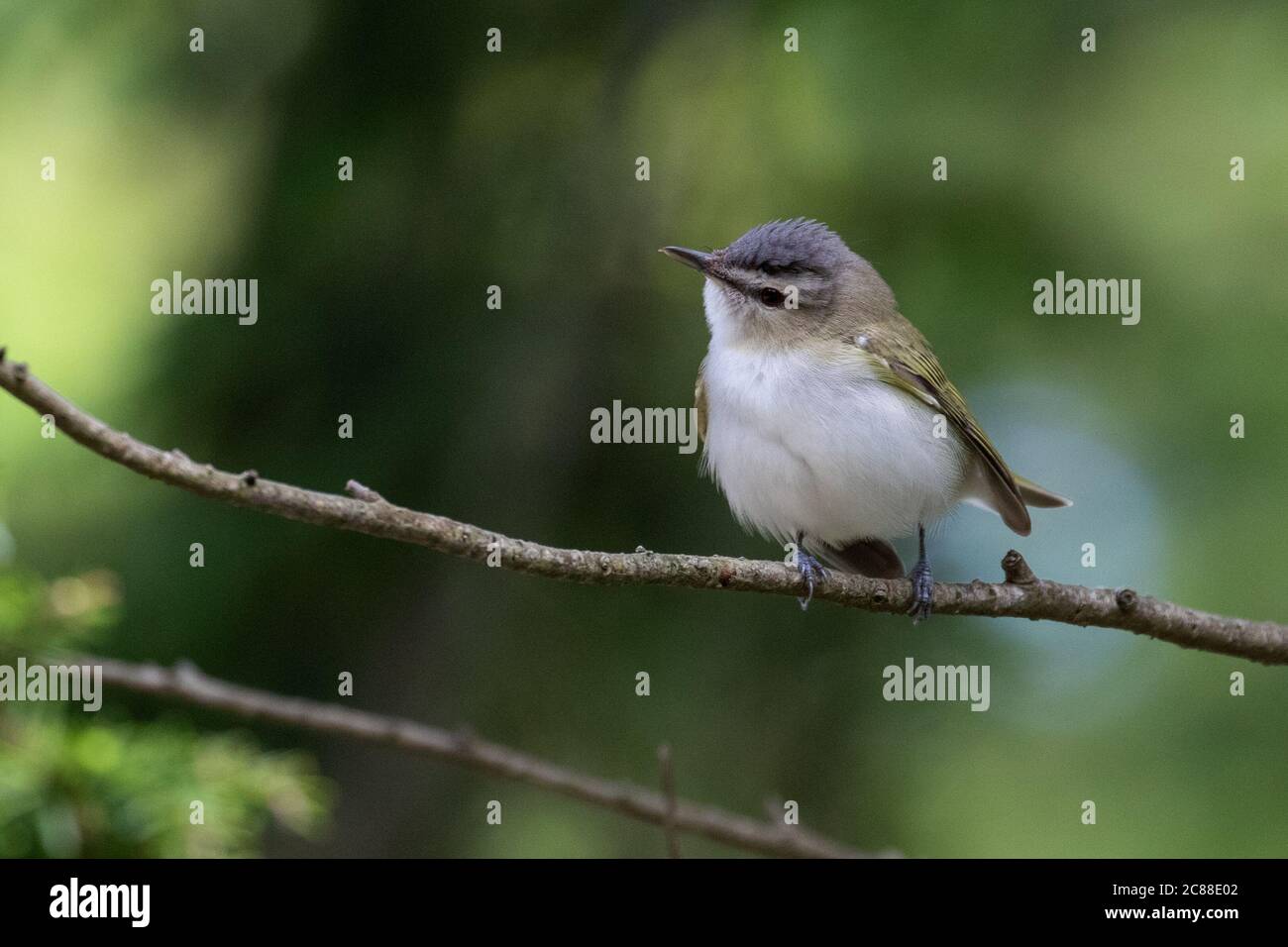 Rotäugigen Vireo Stockfoto