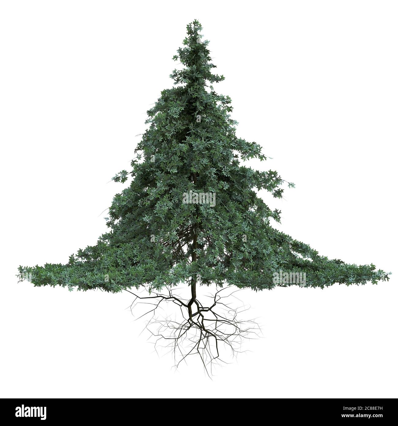 Nadelbaum mit Wurzeln isoliert auf weißem Hintergrund Stockfoto