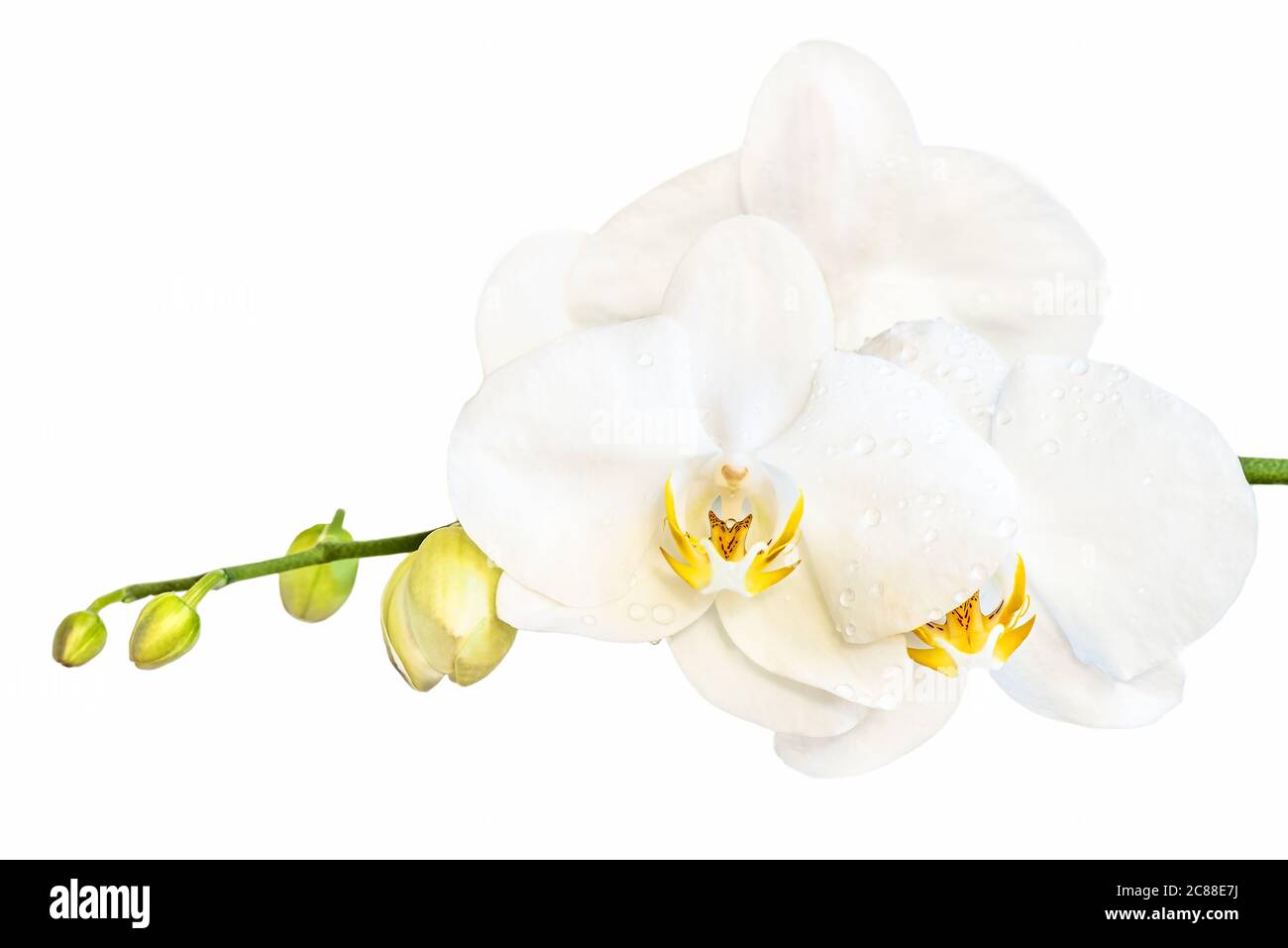 Schöne weiße phalaenopsis Orchideenblume, bekannt als flatternde Schmetterlinge, vor einem weißen Hintergrund. Stockfoto