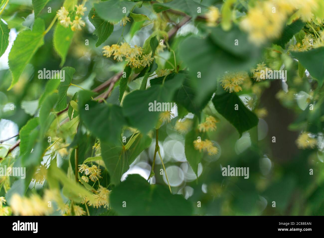 linden blüht auf dem Baum. linden Baum während der Blüte Stockfoto