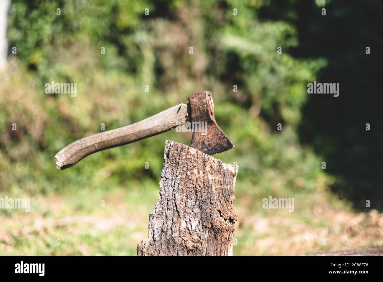 Axt und Stumpf. Abholzung, Entwaldung. Stockfoto