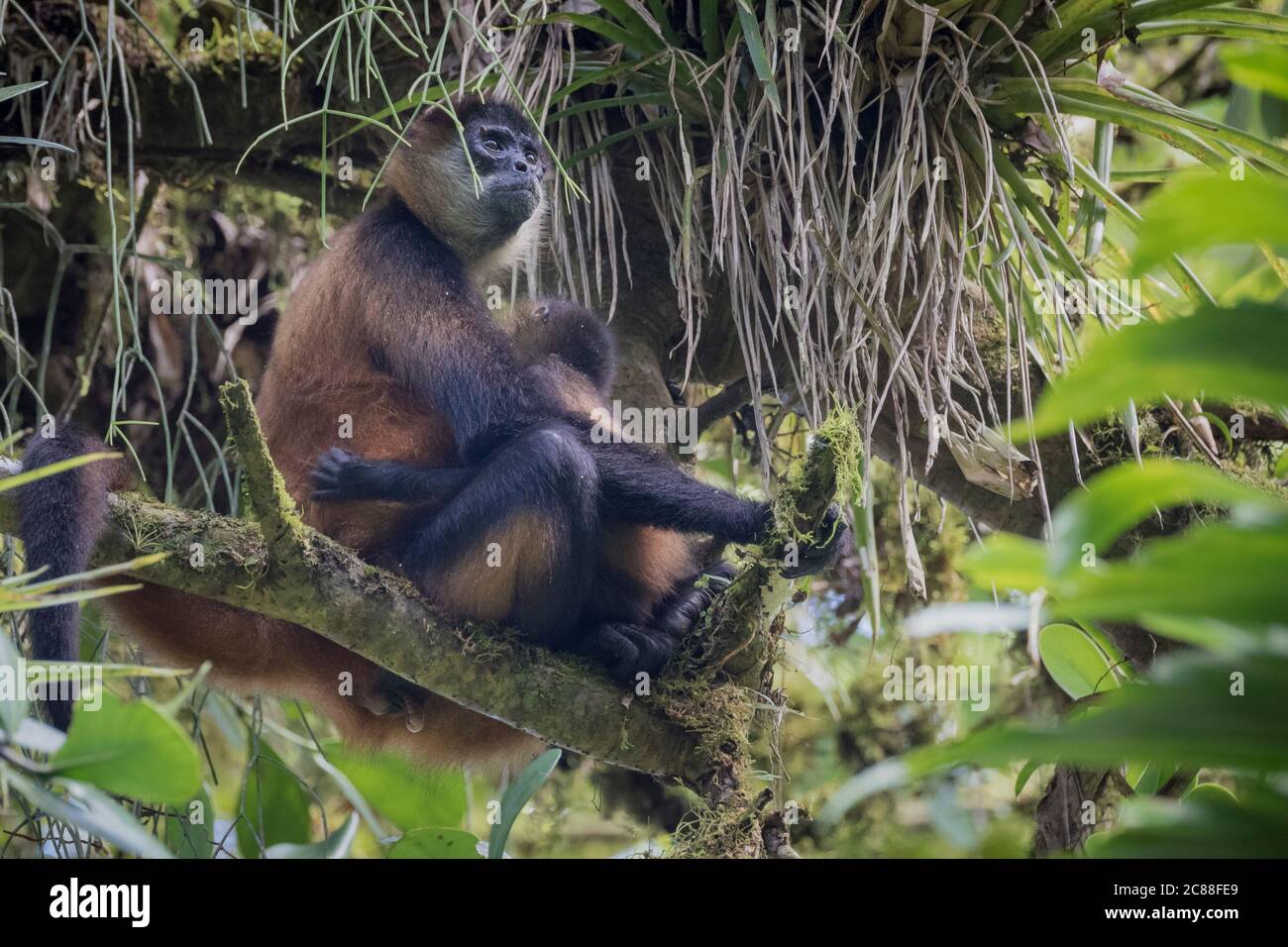 Geoffroys Spider Monkey (Ateles geoffroyi) Weibchen mit ihrem Baby. Biologische Station La Selva. Costa Rica. Stockfoto