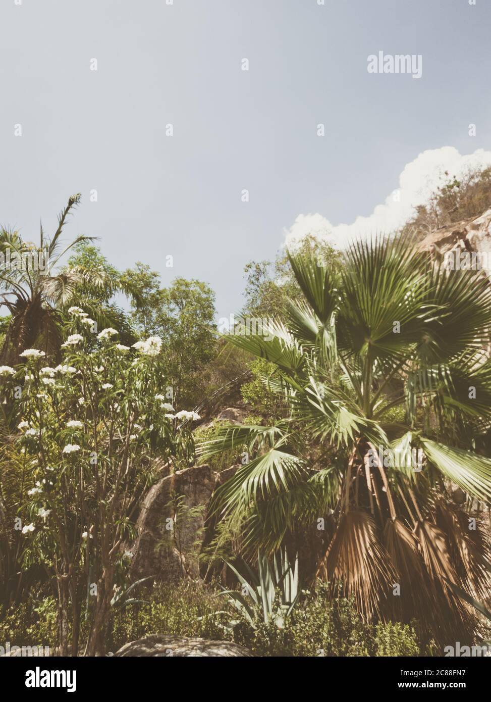 Schöner natürlicher Hintergrund. Nahaufnahme von tropischen Baumzweigen mit Blättern und Himmel. Farbe im Vintage- und verblassten matten Stil in getönten Fotos mit Platz für Kopien Stockfoto