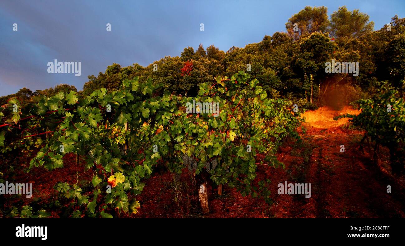 Sonnenuntergang im Weinberg des Mas De Daumas Gassac, Frankreich Stockfoto