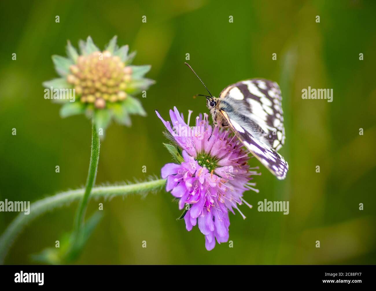 Marmorweiß (Melanargia galathea) ist ein unverwechselbarer und attraktiver schwarz-weißer Schmetterling. Auf einer lila Blume mit schlichtem grünen Hintergrund. Stockfoto