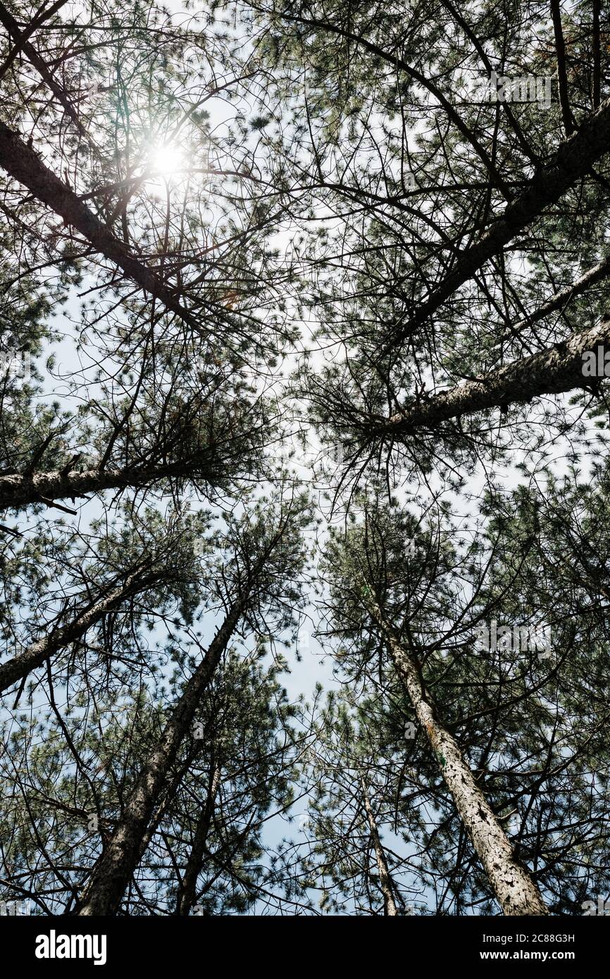 Kiefernwald an einem sonnigen Sommertag Stockfoto