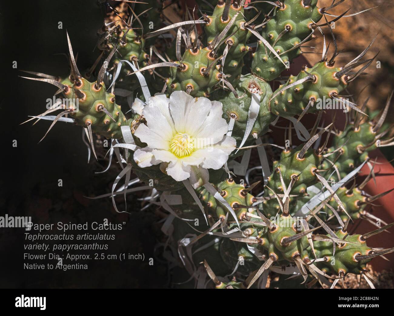 Markiertes Exemplar einer Papierrücken-Cholla-Kaktuspflanze mit einer einzigen weißen Blume, umgeben von papierfarbenen Stacheln und verzweigten Segmenten Stockfoto