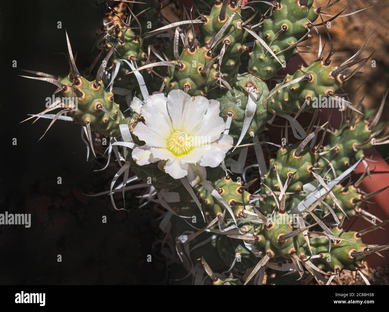 Spitze einer Papierrücken Cholla Kaktus Pflanze mit einer einzigen weißen Blume von papierigen Stacheln und verzweigten Segmenten umgeben Stockfoto