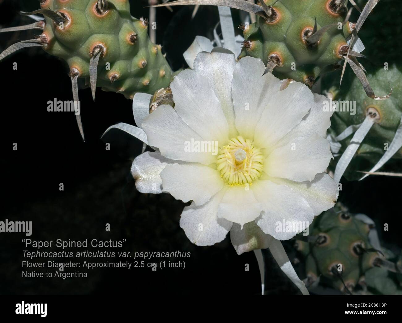 Markiertes Makro einer perlweißen Tephrocactus articulatus Papier Wirbelsäule Kaktusblume umgeben von Ästen und Papierdornen auf schwarzem Hintergrund Stockfoto