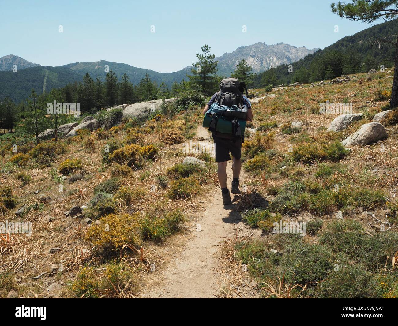 Wanderer Mann mit schweren Rucksack zu Fuß auf GR 20 berühmte Spur in corsician alpes, Landschaft von hohen Berg grüne Wiese, Fichte tre Wald mit blauem Himmel Stockfoto