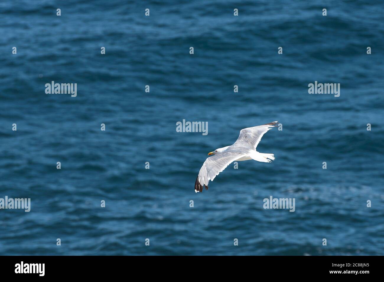 Larus michahellis.Vogel, die ihre Nester auf der Insel Berlengas bauen und in Cabo Carvoeiro zu sehen sind. Auch entlang der portugiesischen Küste Madeira und Azoren. Stockfoto