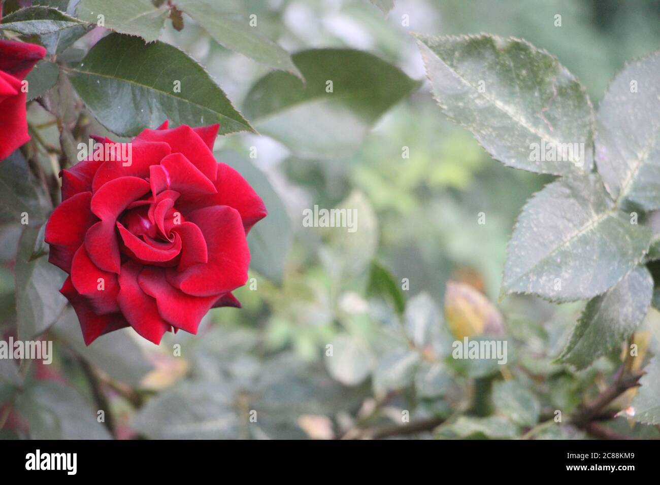 Rote Rose auf dem Zweig im Garten. Selektiver Fokus Stockfoto