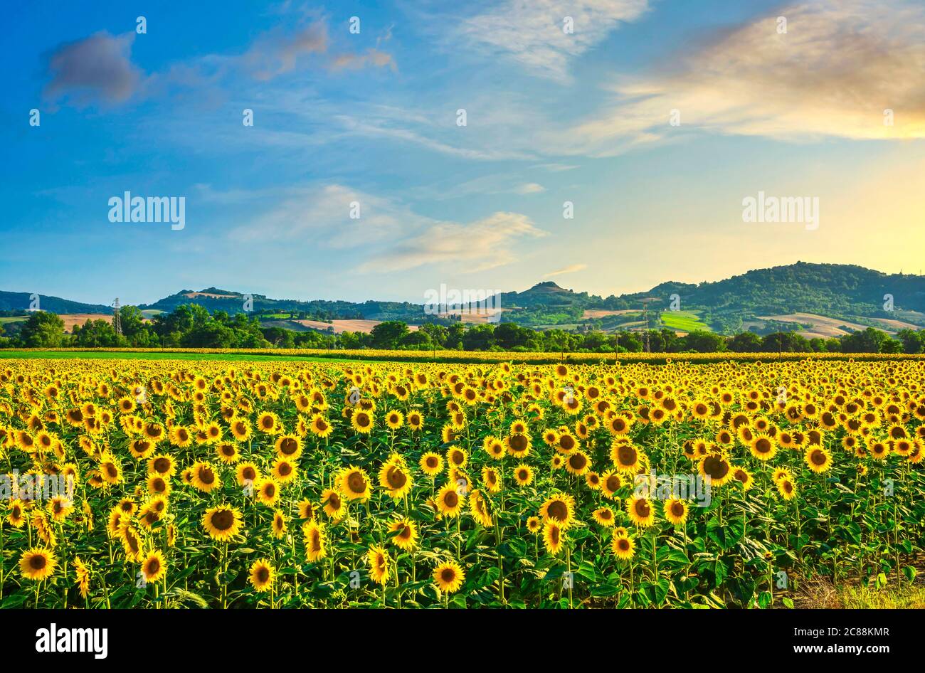 Feld der blühenden Sonnenblumen bei Sonnenuntergang, Sommer Panorama-Landschaft in der Toskana, Italien Stockfoto