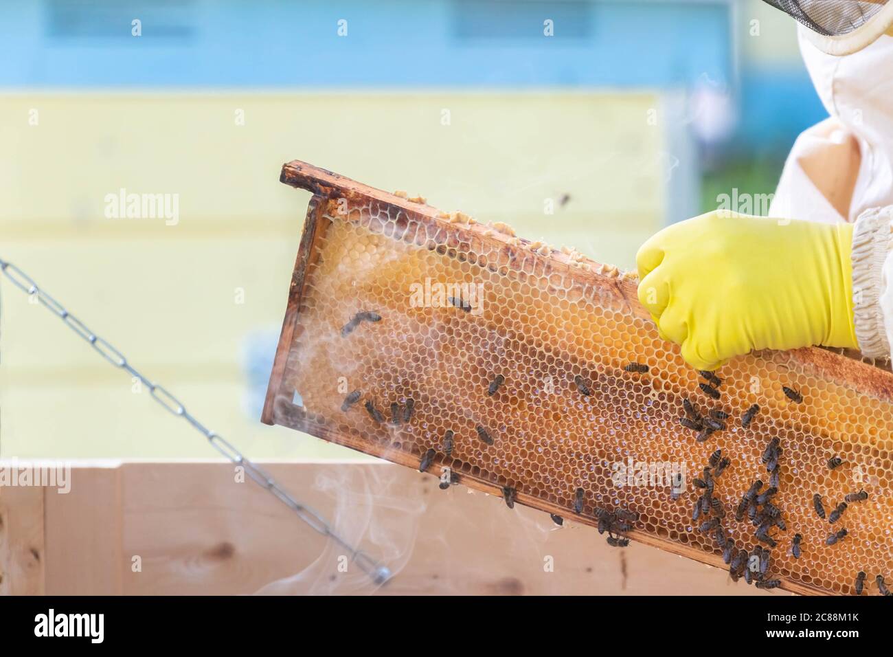 Wabe in den Handschuhen des Imkers in der Imkerei. Imker im Bienenanzug mit Wabe in den Händen mit gelben Gummihandschuhen halten. Imkereilandschaft Stockfoto