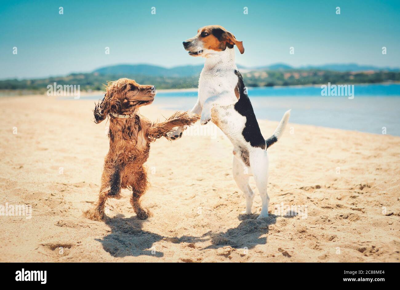 Schöne Aufnahme von zwei Hunden stehen aufrecht und tanzen zusammen Am  Strand Stockfotografie - Alamy