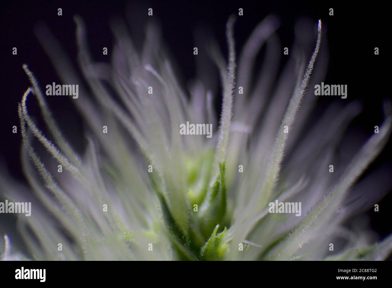 Cannabis pistills, Blume Cannabis, Unkraut, Stockfoto