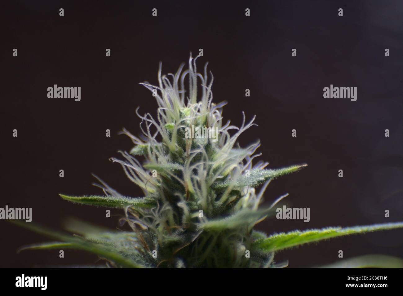 Apikale Blume, Cannabis blüht Unkraut Stockfoto