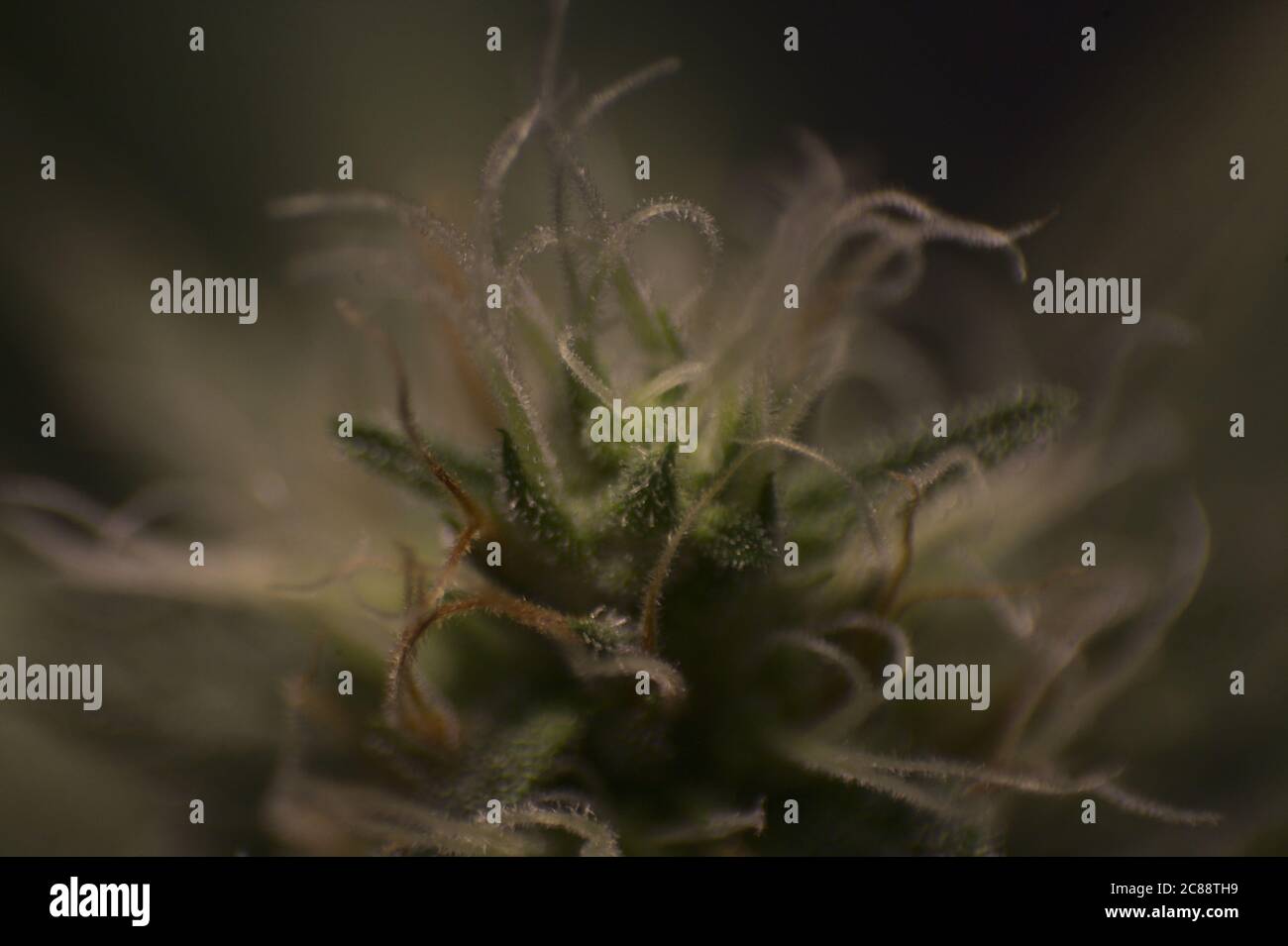 Cannabisblüten-Detail cbd-Gras Stockfoto