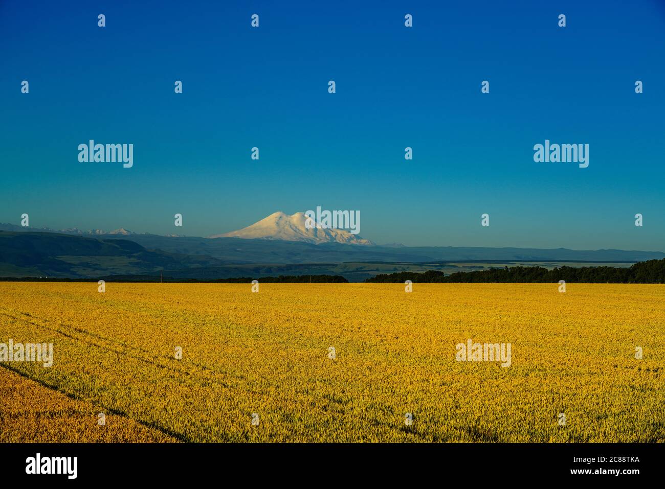 Elbrus Landschaft mit einem Weizenfeld am Morgen, blauem Himmel und goldenem Feld Stockfoto