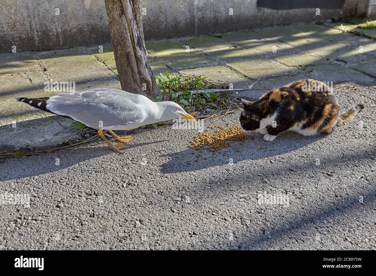 Möwe stiehlt Nahrung von einer streunenden Katze, Buyukada Insel, Istanbul, Türkei, sonniger Wintertag. Urbane Tiere der Prinzeninseln. Stockfoto