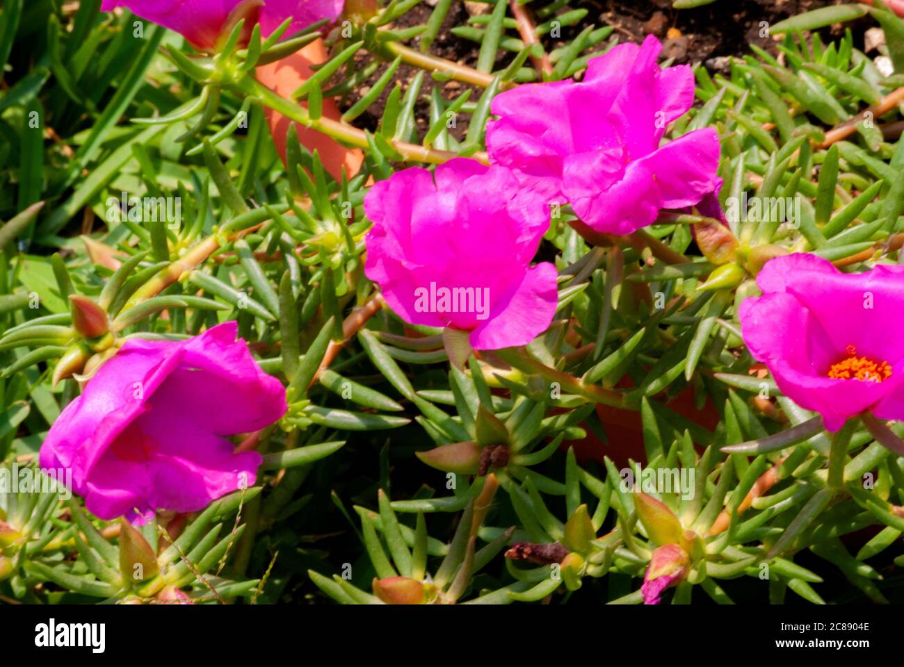 Blume genannt Liebe für eine Weile oder purslane Blume, magenta Seidenblume im Freien mit viel Sonnenlicht im Garten von Guatemala. Stockfoto