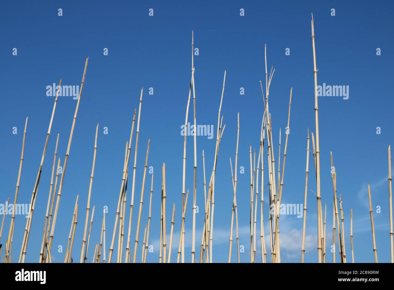 Bambusstangen gegen klaren blauen Himmel Stockfoto