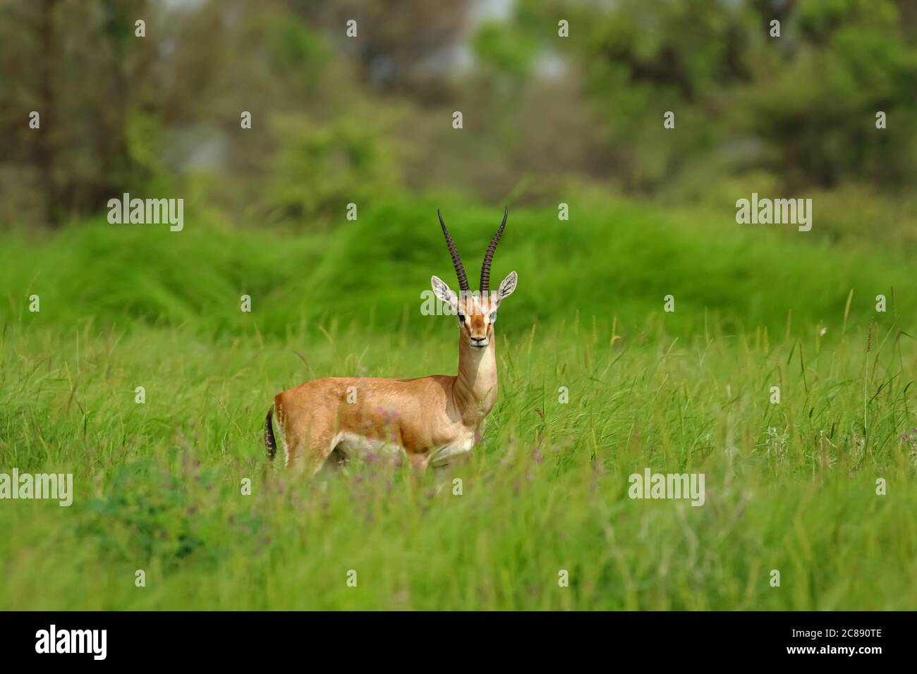 Bild einer indischen Gazelle Antilope auch Chinkara mit genannt Schöne, spitze Hörner, die inmitten von grünem Gras und wilden Blumen stehen In Rajasthan Indien Stockfoto