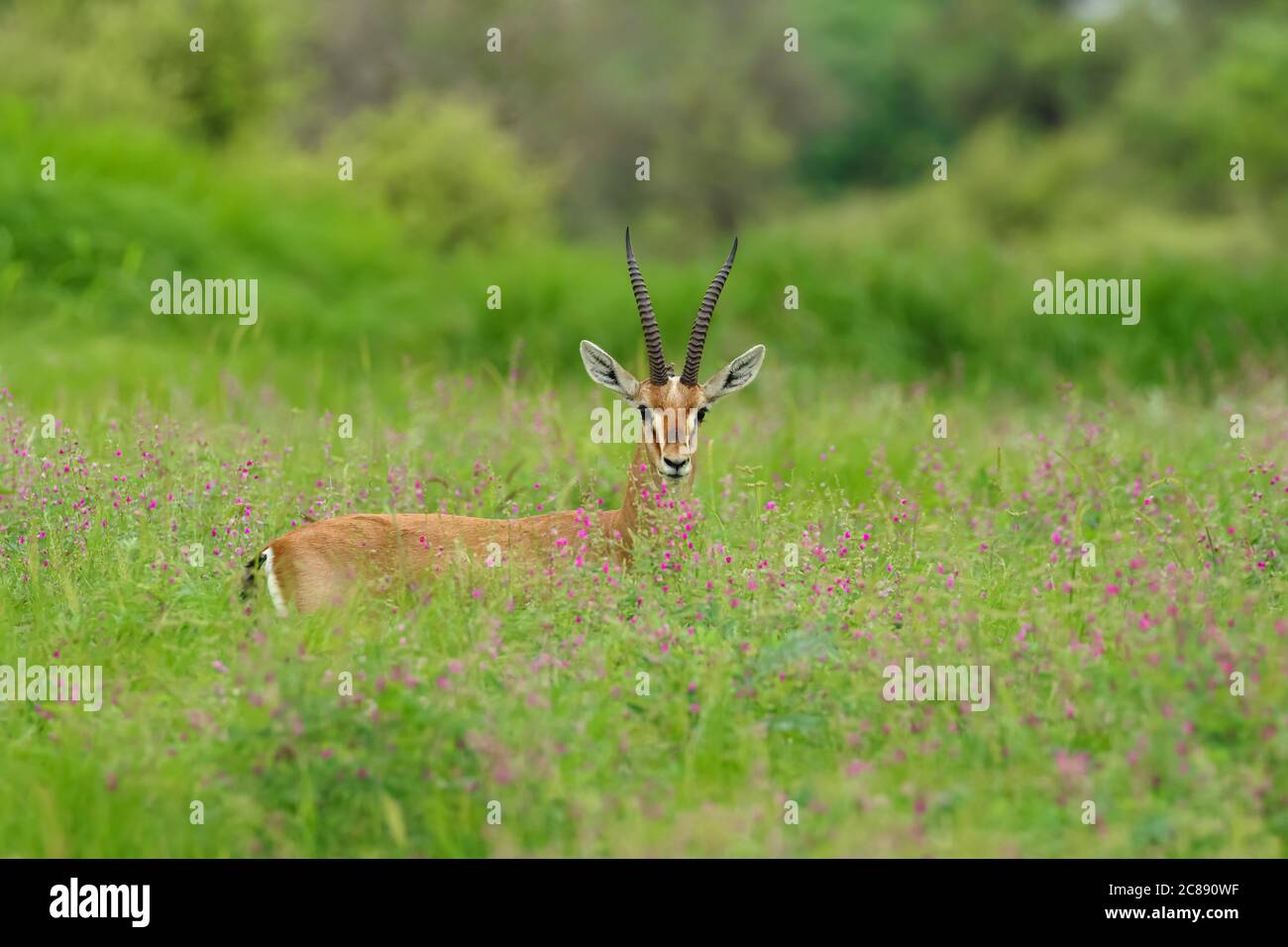 Bild einer indischen Gazelle Antilope auch Chinkara mit genannt Schöne, spitze Hörner, die inmitten von grünem Gras und wilden Blumen stehen In Rajasthan Indien Stockfoto