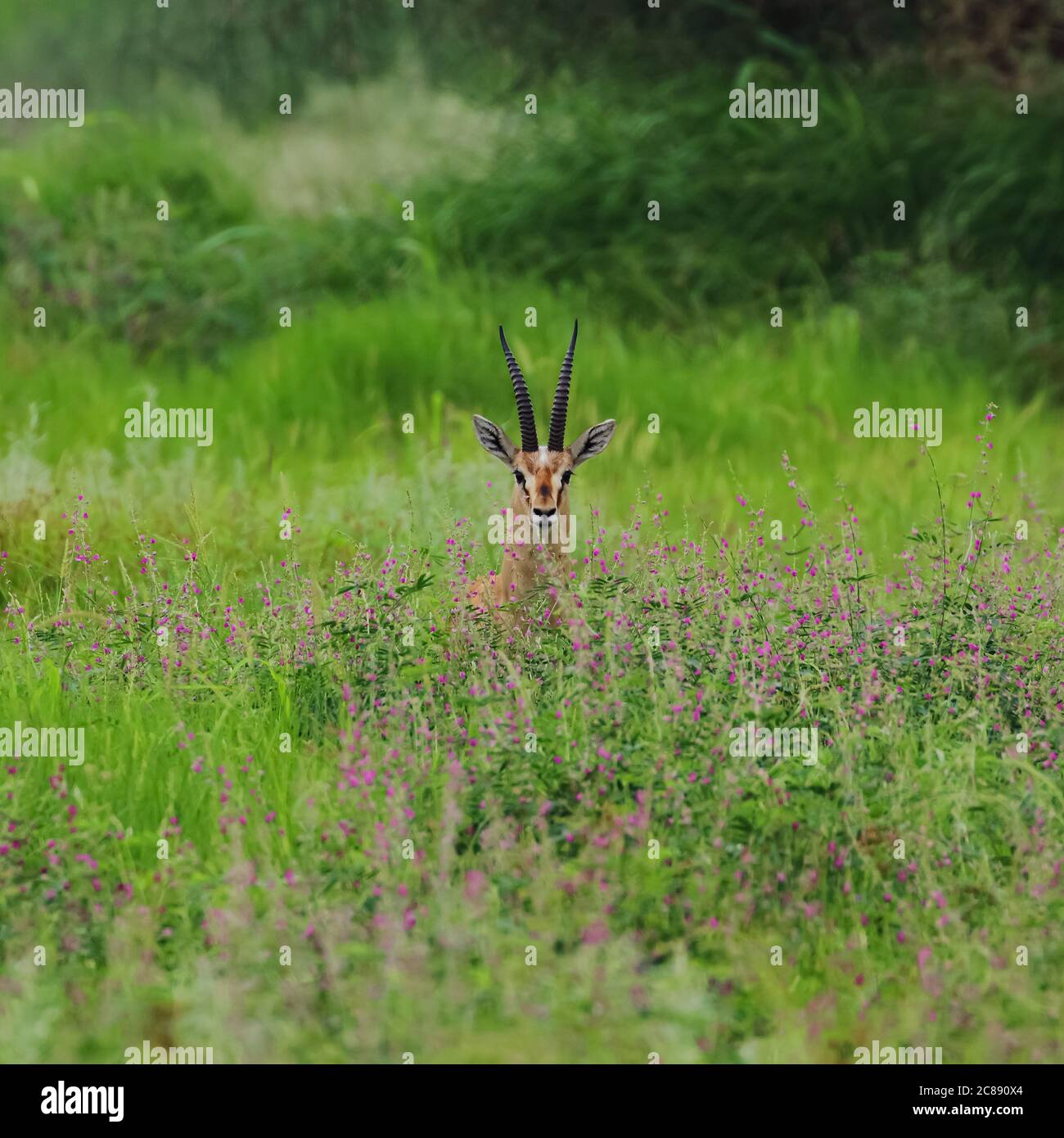 Bild einer indischen Gazelle Antilope auch Chinkara mit genannt Schöne, spitze Hörner, die inmitten von grünem Gras und wilden Blumen stehen In Rajasthan Indien Stockfoto