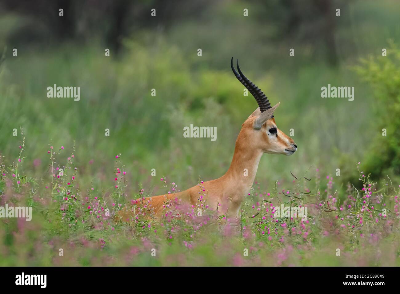 Indische Gazelle Chinkara Antilope mit spitzen Hörnern stehen inmitten grün Gras und Blumen in Rajasthan Indien Stockfoto