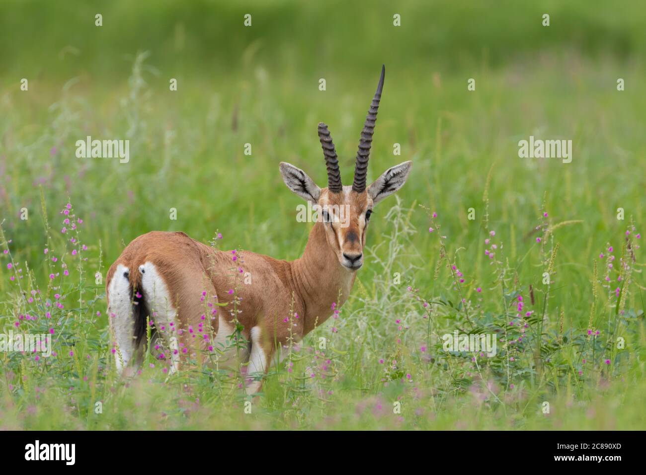 Bild einer indischen Gazelle Antilope auch Chinkara mit genannt Schöne, spitze Hörner, die inmitten von grünem Gras und wilden Blumen stehen In Rajasthan Indien Stockfoto