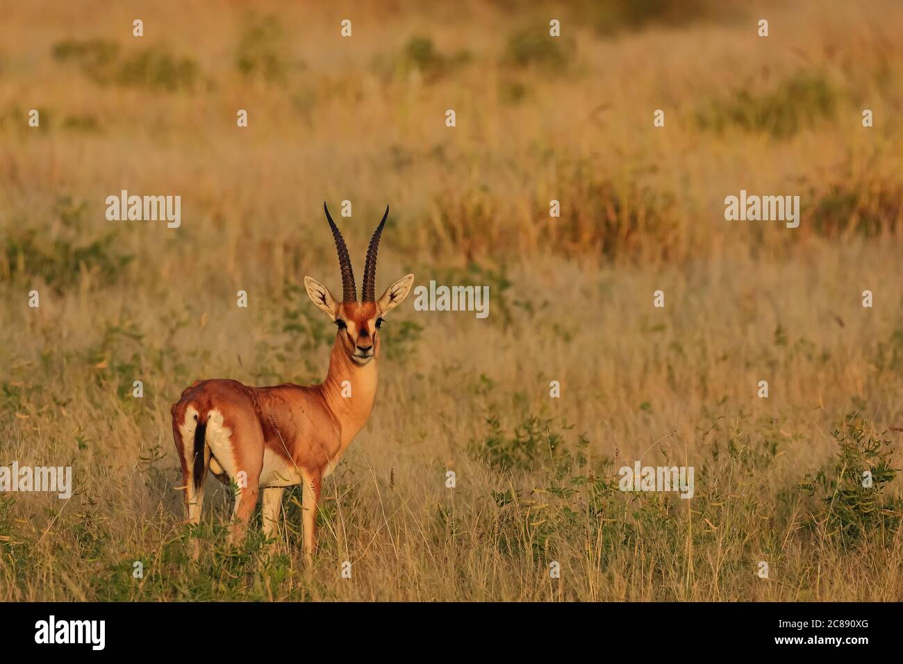 Eine indische Gazelle Antilope auch Chinkara mit großen lang genannt Pointed Hörner stehen allein unter der Abendsonne und mitten Trockenes Gras Stockfoto