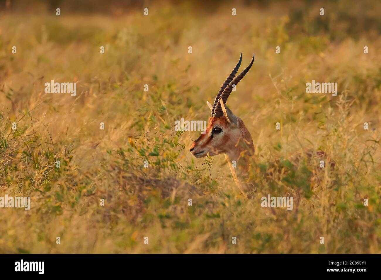 Eine indische Gazelle Antilope auch Chinkara mit großen lang genannt Pointed Hörner stehen allein unter der Abendsonne und mitten Trockenes Gras Stockfoto