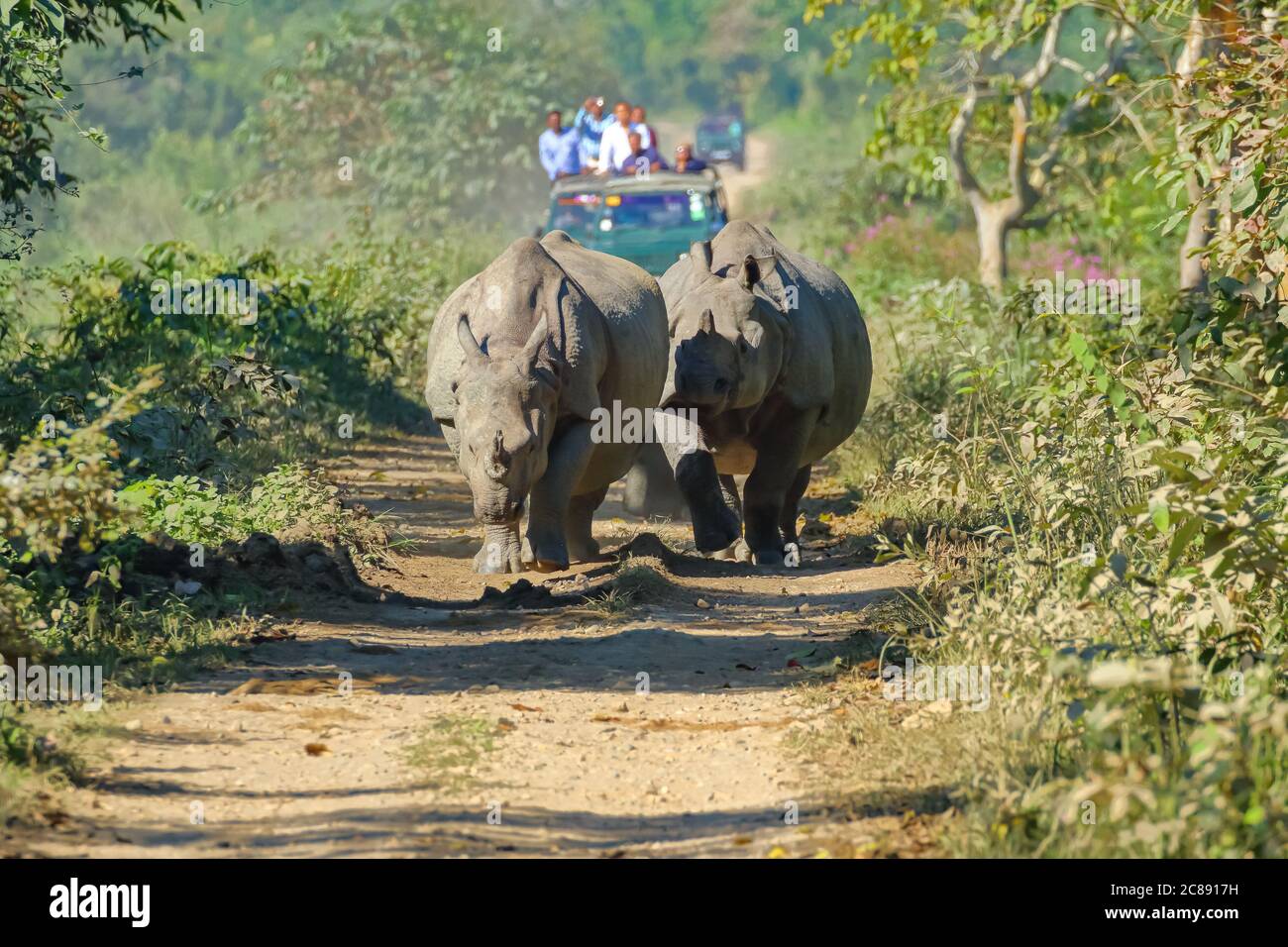 Gruppe von einem gehörnten Nashörner, die auf einem Gleiswesen gehen Beobachtet von Touristen auf Jeep-Safari im Kaziranga Nationalpark In Assam Indien am 6. Dezember 2016 Stockfoto