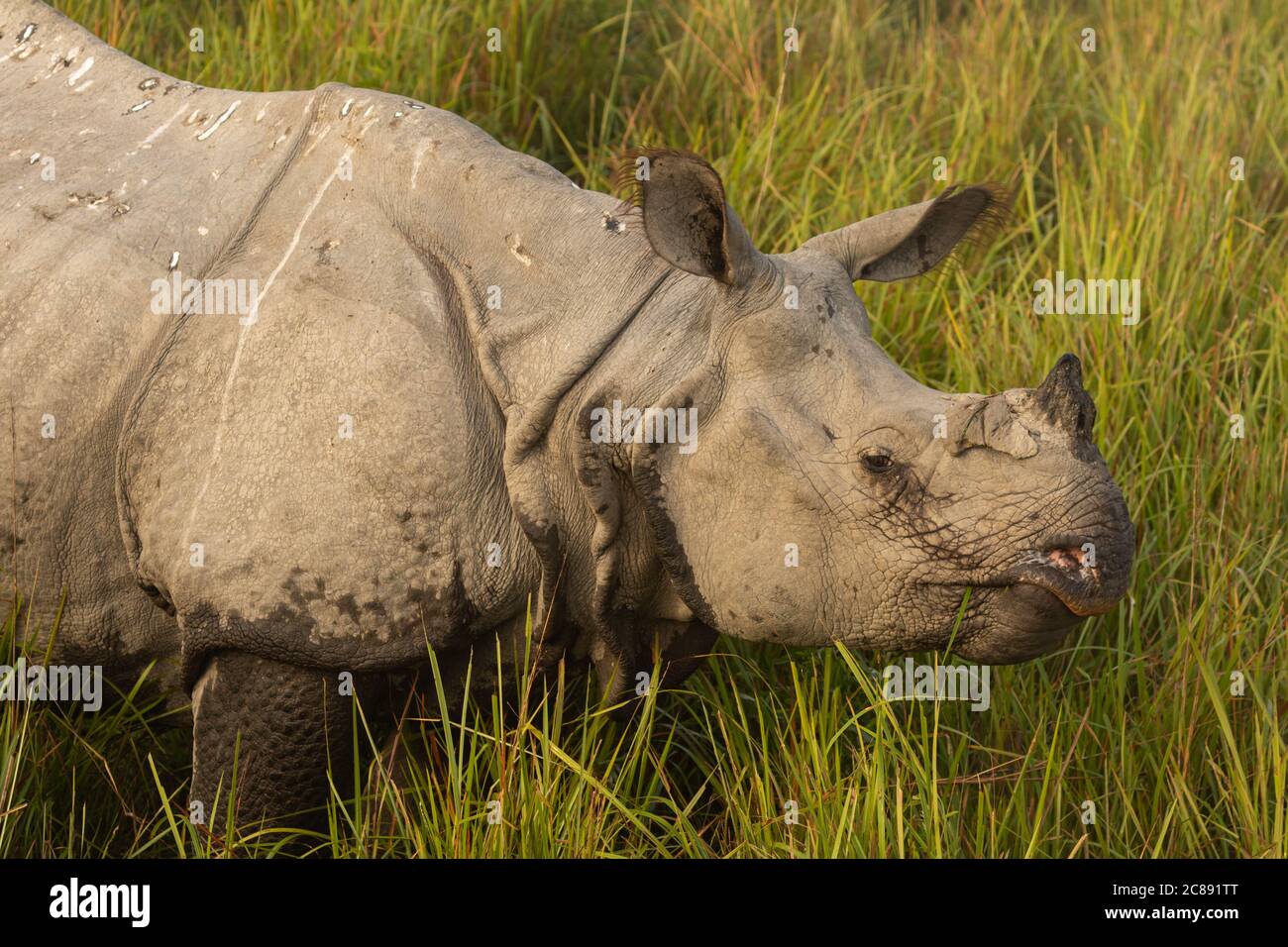 Ein Nahaufnahme-Seitenportrait eines gehörnten Nashorns Inmitten eines hohen Grases in einem Nationalpark in Assam Indien Stockfoto