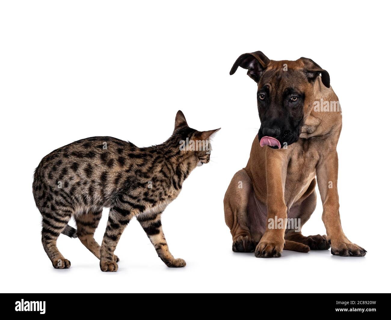 Savannah F7 Katze und Boerboel malinois Cross Breed Hund, spielen zusammen.  Katze stehend Blick auf Hund sitzen aufrackende Zunge aus.. Isoliert auf  Weiß Stockfotografie - Alamy