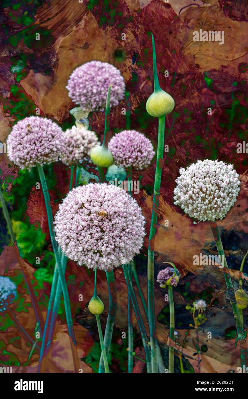 Die architektonische Allium Pflanze in voller Blüte, die ein Mitglied der Zwiebelfamilie ist Stockfoto